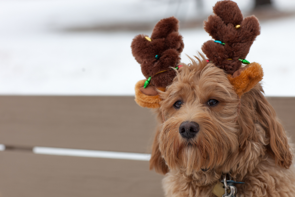 Chewie with Antlers